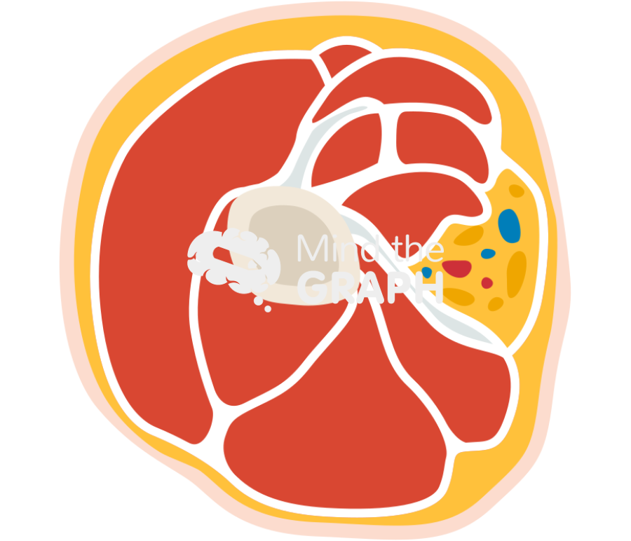 Normal arm muscle cut Icons, Symbols, Pictures, and Images