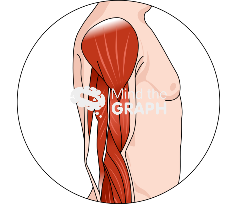 Normal arm muscle zoom Icons, Symbols, Pictures, and Images