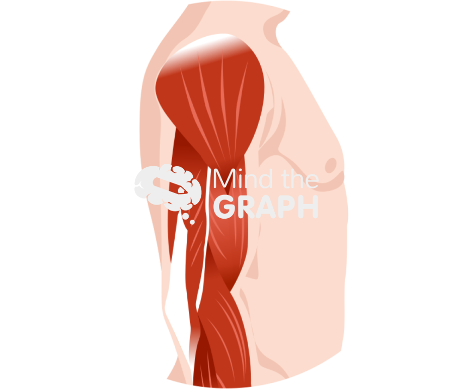 Normal arm muscle zoom Icons, Symbols, Pictures, and Images
