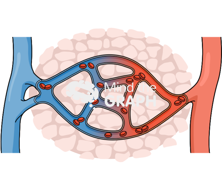 Normal capillaries full Icons, Symbols, Pictures, and Images