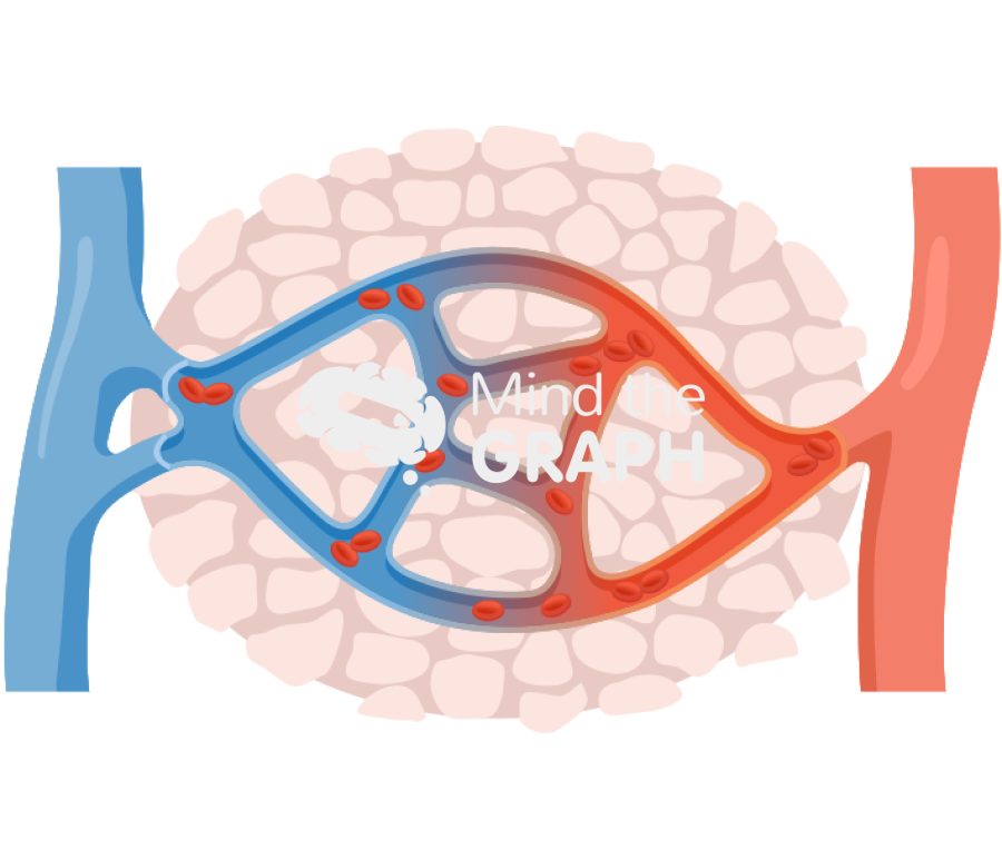 Normal capillaries full Icons, Symbols, Pictures, and Images