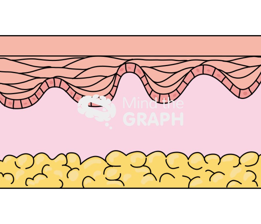 Normal Epidermis Icons, Symbols, Pictures, and Images