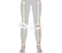 Normal knees body