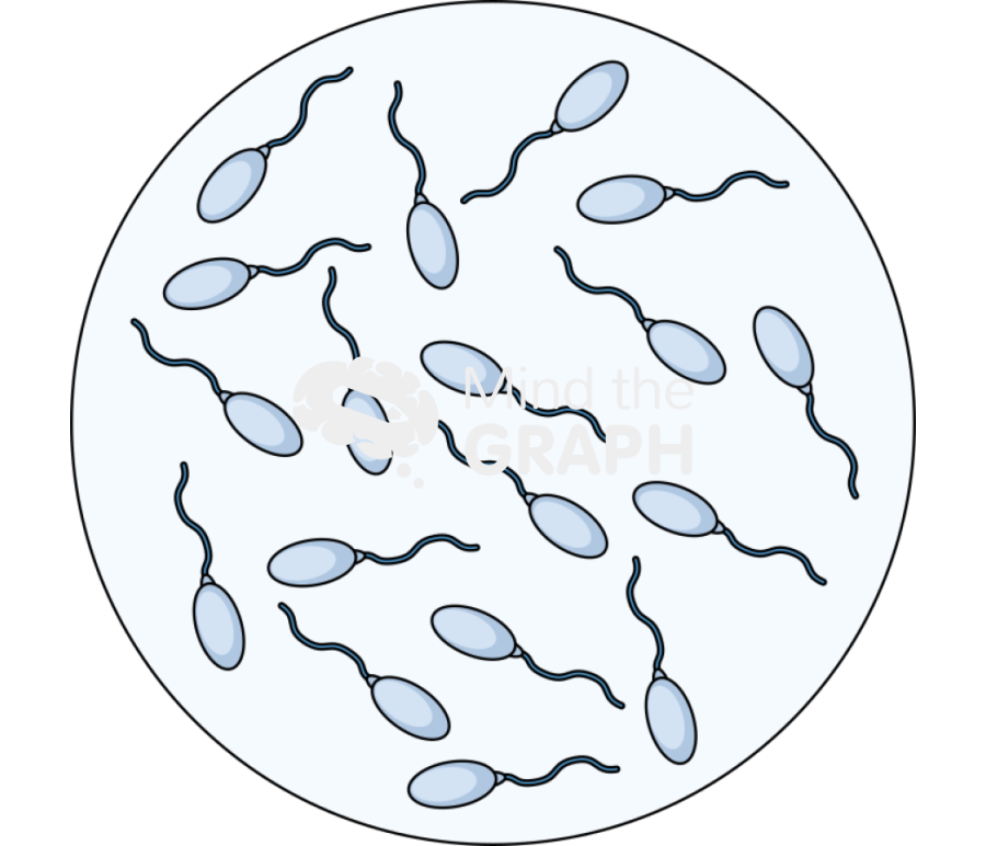 Normal sperm count zoom Icons, Symbols, Pictures, and Images