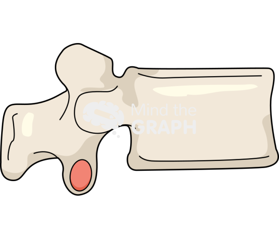 Normal vertebra Icons, Symbols, Pictures, and Images