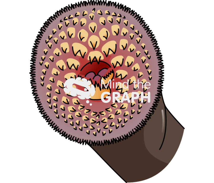 Northern lampreys mouth Icons, Symbols, Pictures, and Images