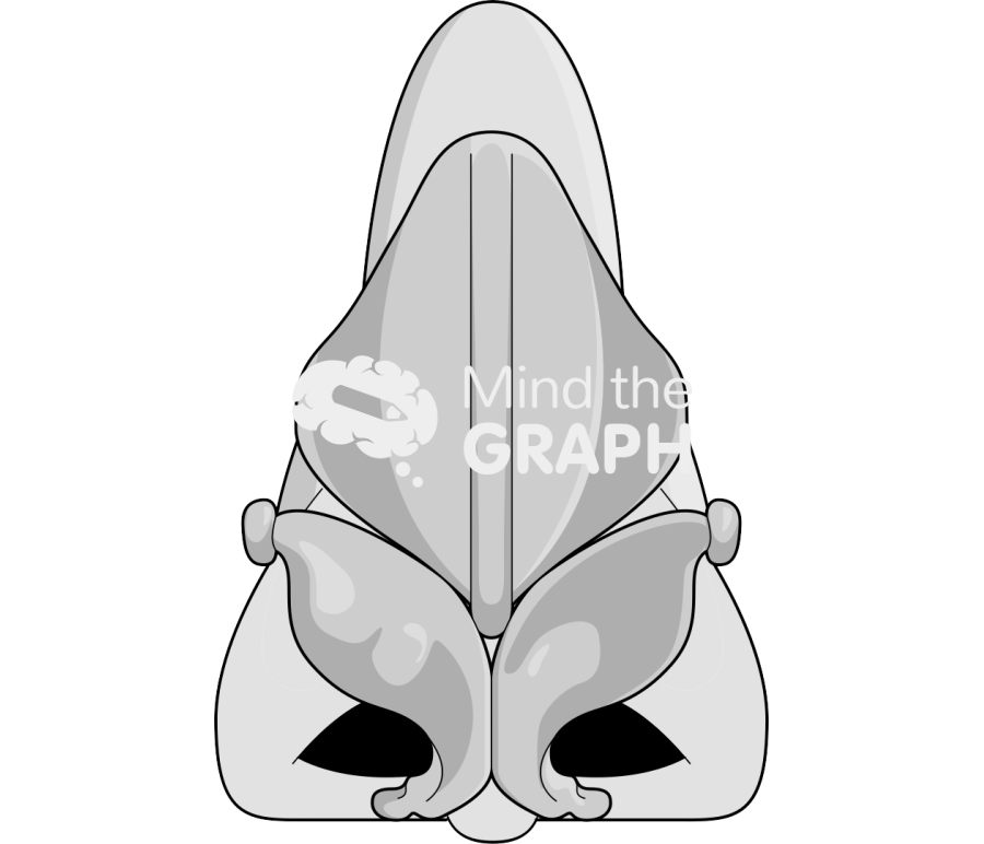 Nose cartilag front caucasian asiatic Icons, Symbols, Pictures, and Images