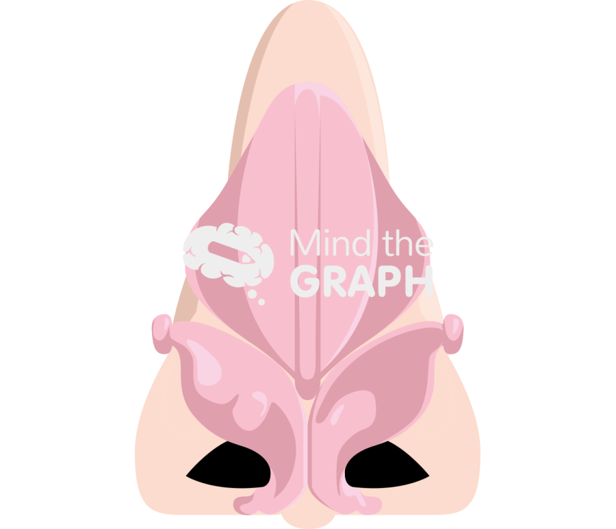 Nose cartilag front caucasian asiatic Icons, Symbols, Pictures, and Images