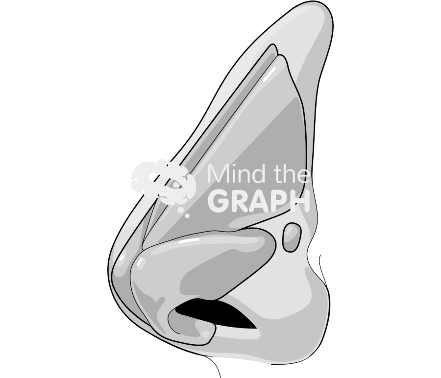 Nose cartilag side caucasian asiatic Icons, Symbols, Pictures, and Images