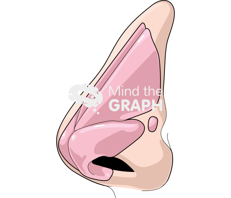 Nose cartilag side caucasian asiatic Icons, Symbols, Pictures, and Images