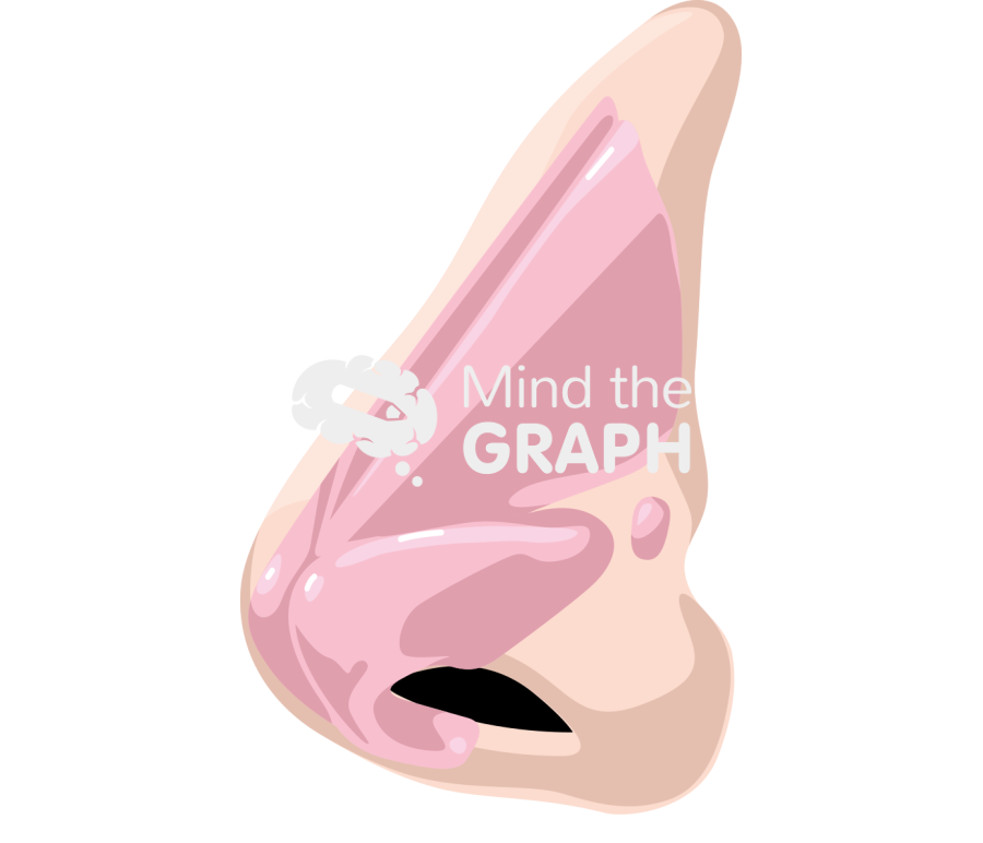 Nose cartilag side caucasian asiatic Icons, Symbols, Pictures, and Images