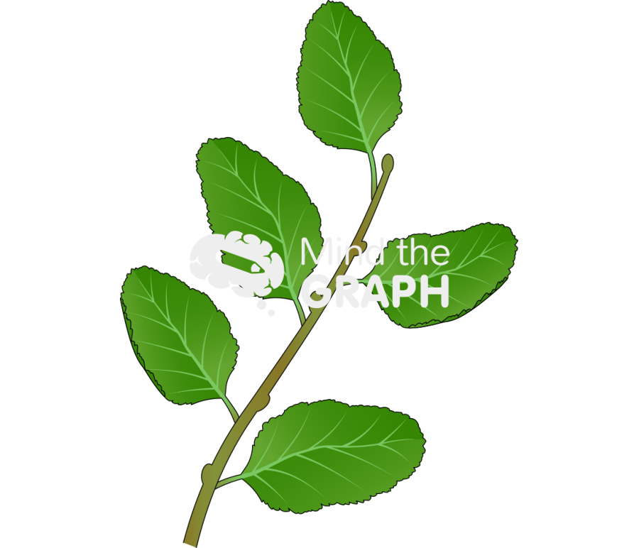 Nothofagus antarctica compound leaves Icons, Symbols, Pictures, and Images