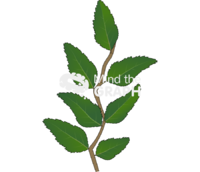 Nothofagus dombeyi compound leaves Icons, Symbols, Pictures, and Images