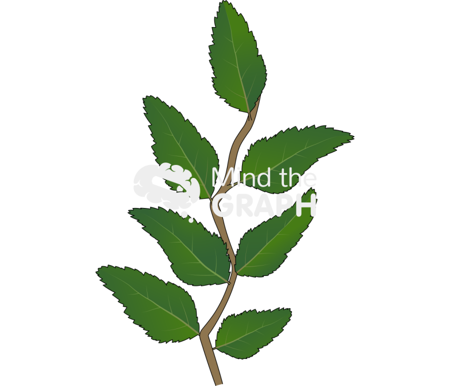 Nothofagus dombeyi compound leaves Icons, Symbols, Pictures, and Images