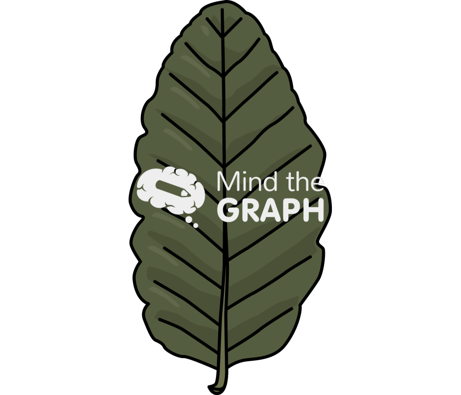 Nothofagus macrocarpa nma leaf Icons, Symbols, Pictures, and Images