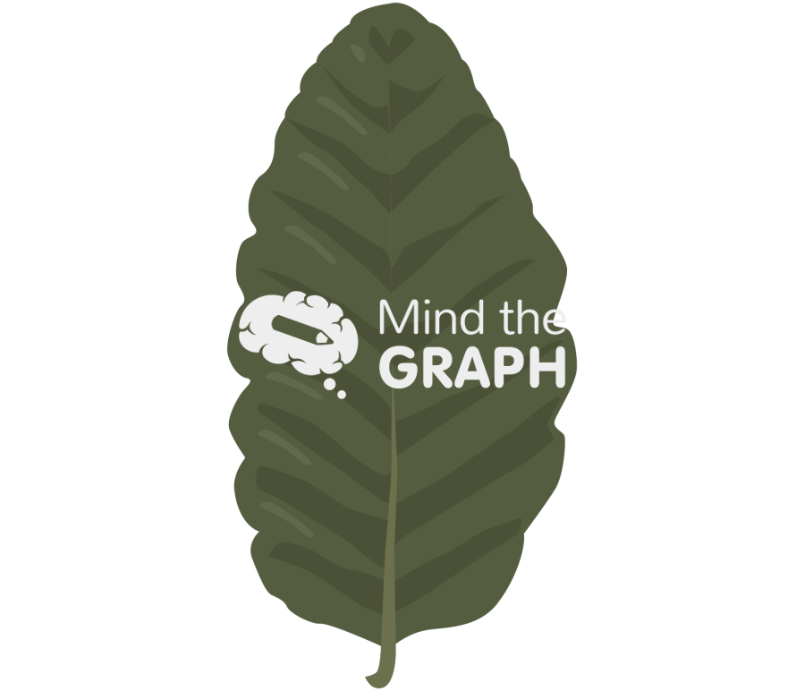 Nothofagus macrocarpa nma leaf Icons, Symbols, Pictures, and Images