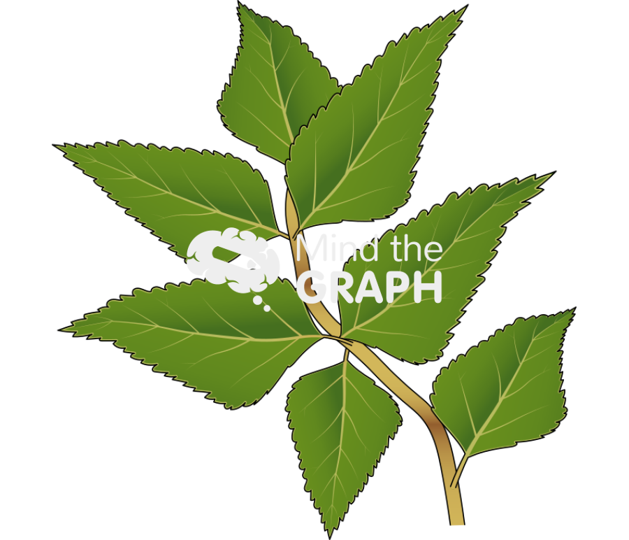 Nothofagus nitida compound leaves Icons, Symbols, Pictures, and Images