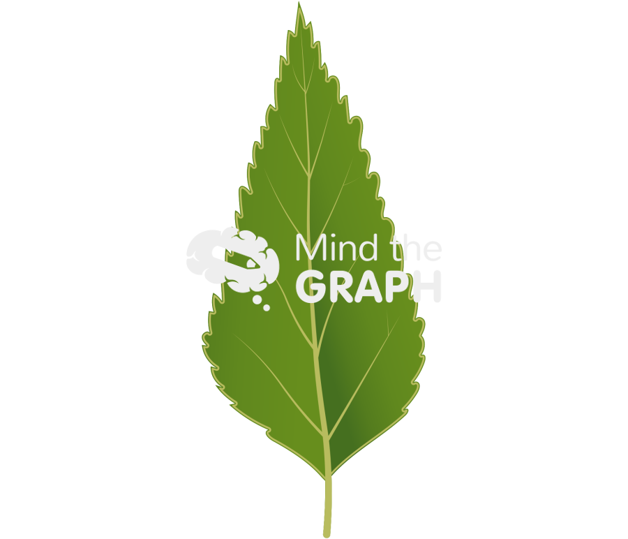 Nothofagus nitida simple leaf Icons, Symbols, Pictures, and Images