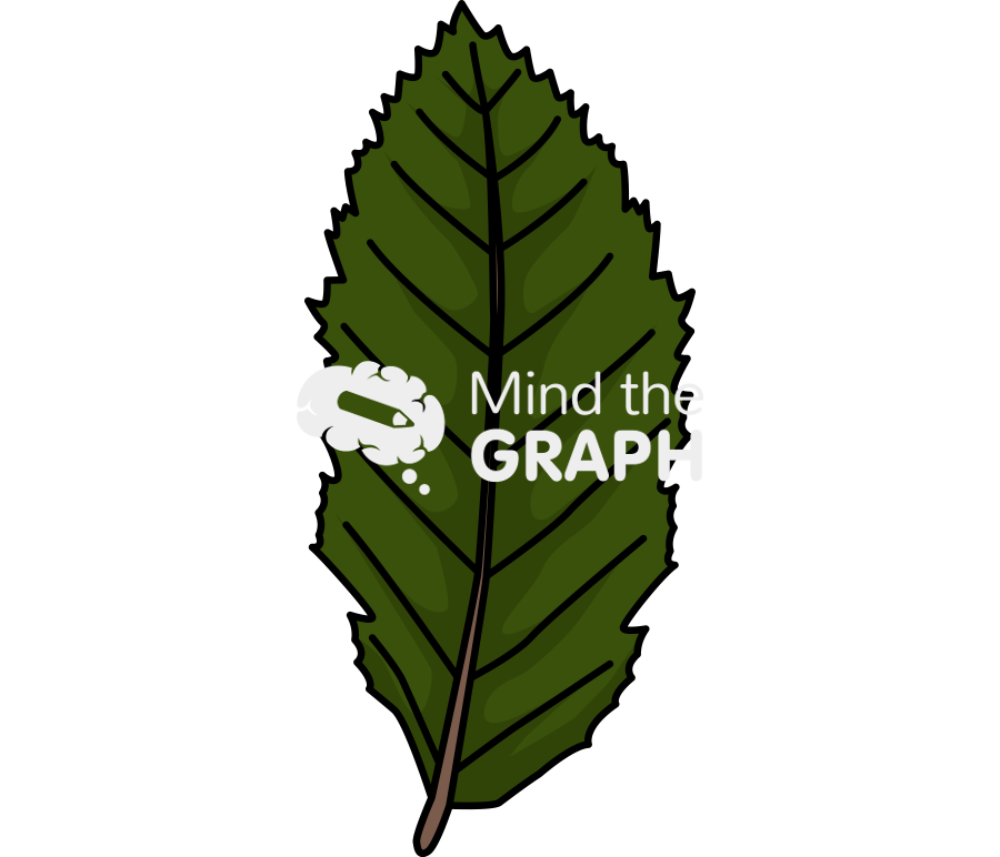 Nothofagus obliqua nob leaf Icons, Symbols, Pictures, and Images