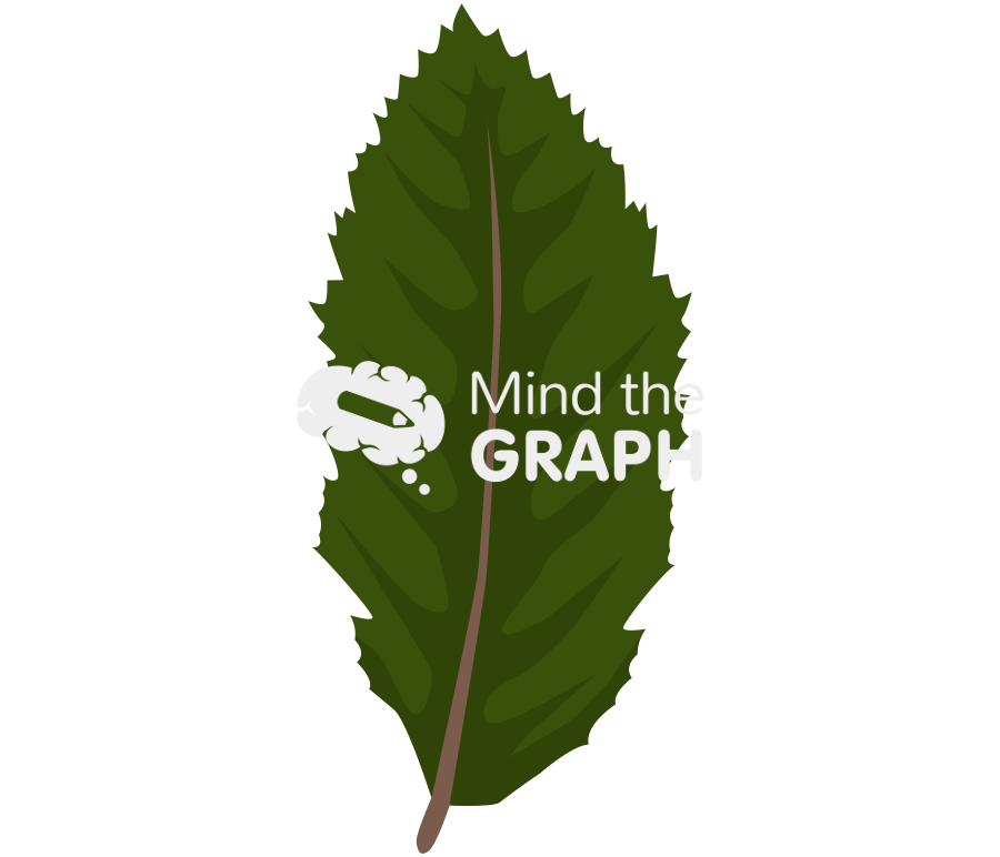 Nothofagus obliqua nob leaf Icons, Symbols, Pictures, and Images