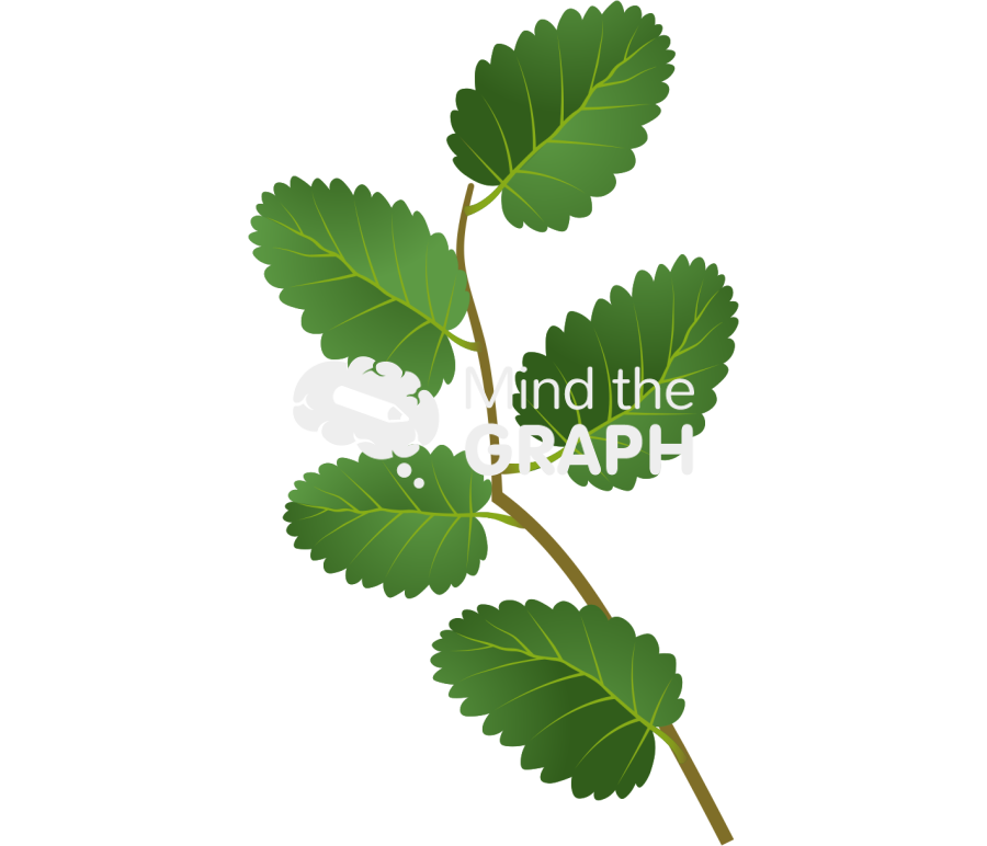 Nothofagus pumilio compound leaves Icons, Symbols, Pictures, and Images