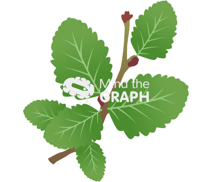 Nothofagus pumilio lenga leaf 2 Icons, Symbols, Pictures, and Images