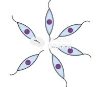 Cell neural progenitor npc 1 - Edit and Customize Icons of Cell neural progenitor npc 1 Cell neural progenitor npc 1 Icons, Symbols, Pictures, and Images