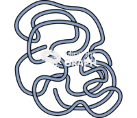 Nucleus chromatin Icons, Symbols, Pictures, and Images