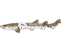 Nursehound scyliorhinus stellaris lateral Icons, Symbols, Pictures, and Images