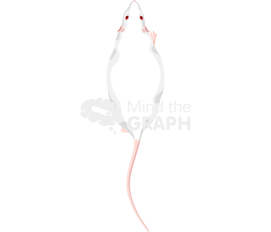 Obese rat walking top Icons, Symbols, Pictures, and Images