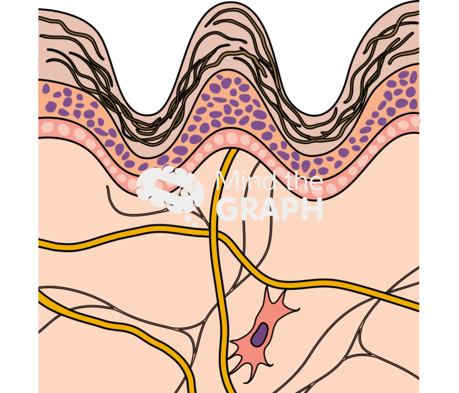 Old skin cut Icons, Symbols, Pictures, and Images