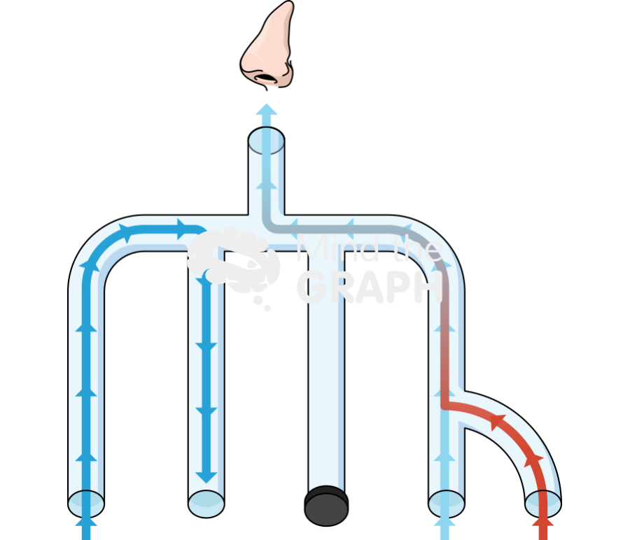 Olfactometer stimulus phase Icons, Symbols, Pictures, and Images