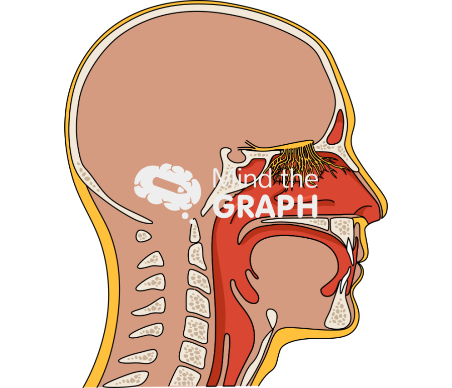 Olfactory nerve head human lateral Icons, Symbols, Pictures, and Images