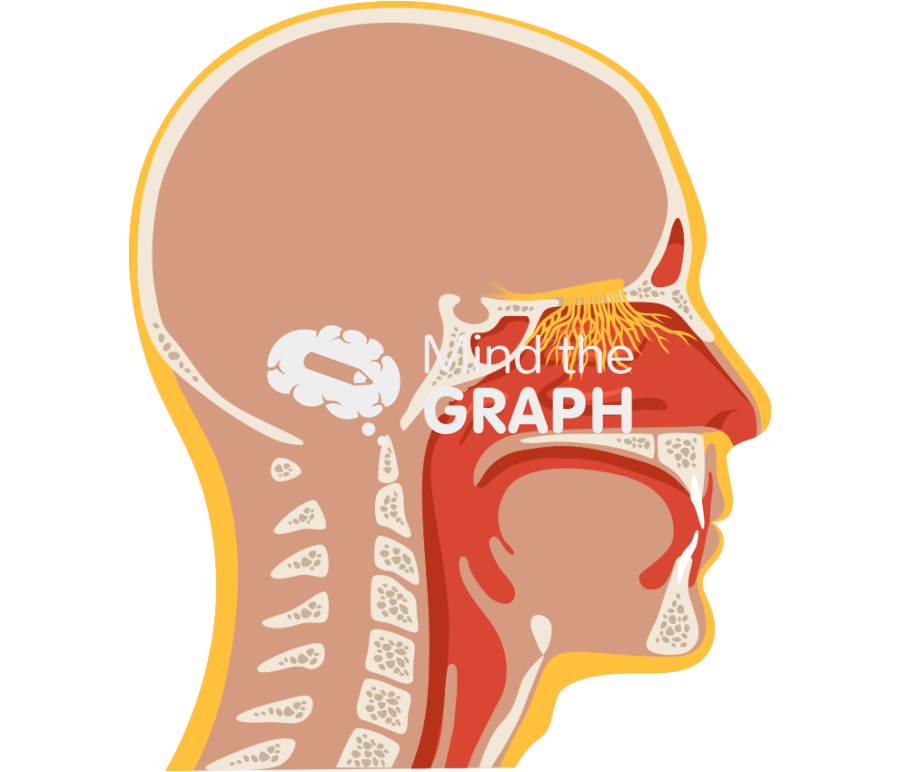 Olfactory nerve head human lateral Icons, Symbols, Pictures, and Images