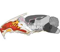 Olfactory rat Icons, Symbols, Pictures, and Images