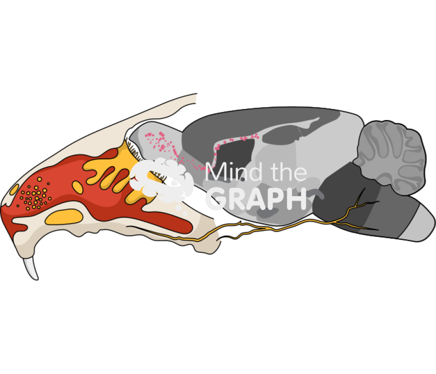 Olfactory rat Icons, Symbols, Pictures, and Images