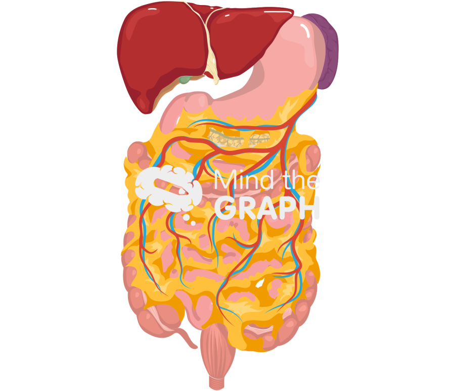 Omentum front Icons, Symbols, Pictures, and Images