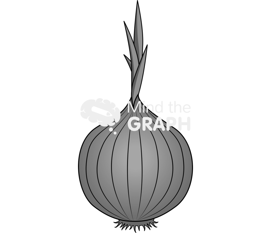 Onion Icons, Symbols, Pictures, and Images