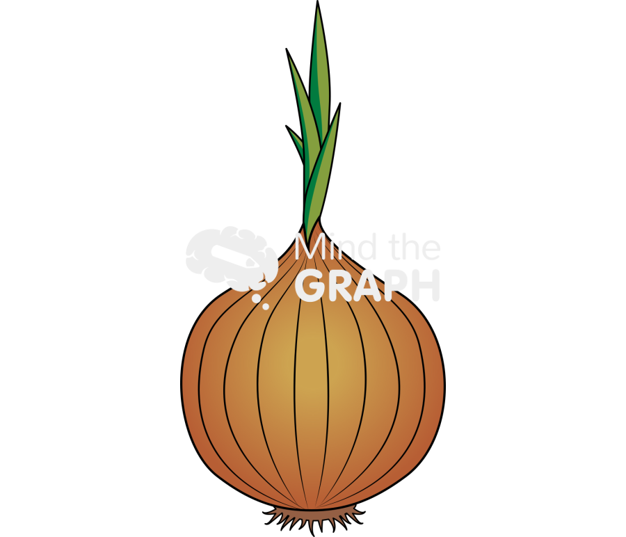 Onion Icons, Symbols, Pictures, and Images