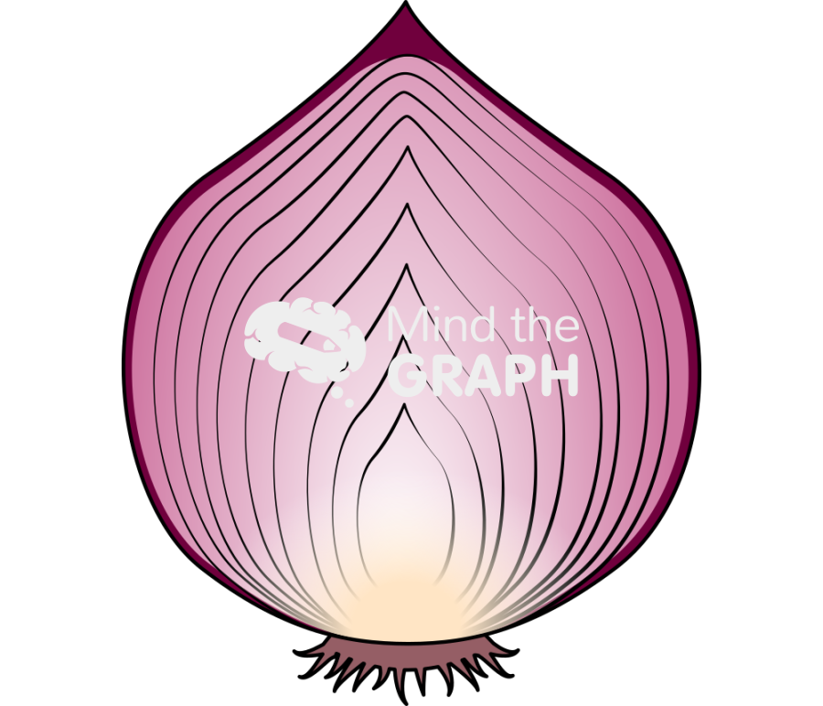 Onion purple open Icons, Symbols, Pictures, and Images