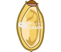 Opisthorchis viverrini egg - Edit and Customize Icons of Opisthorchis viverrini egg Opisthorchis viverrini egg Icons, Symbols, Pictures, and Images