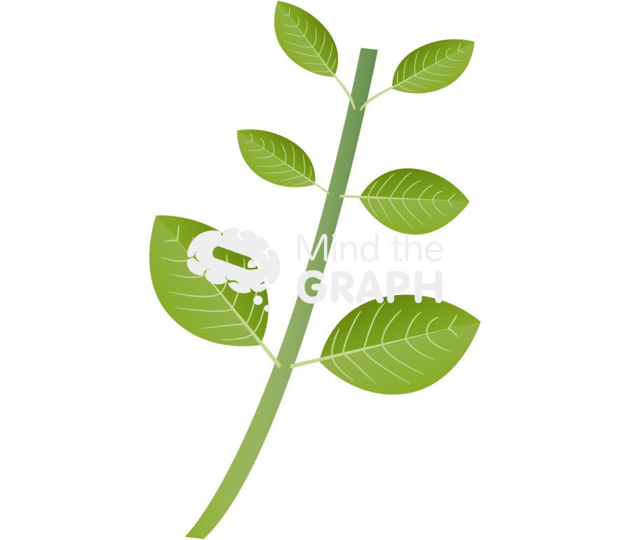 Opposite compound leaf Icons, Symbols, Pictures, and Images