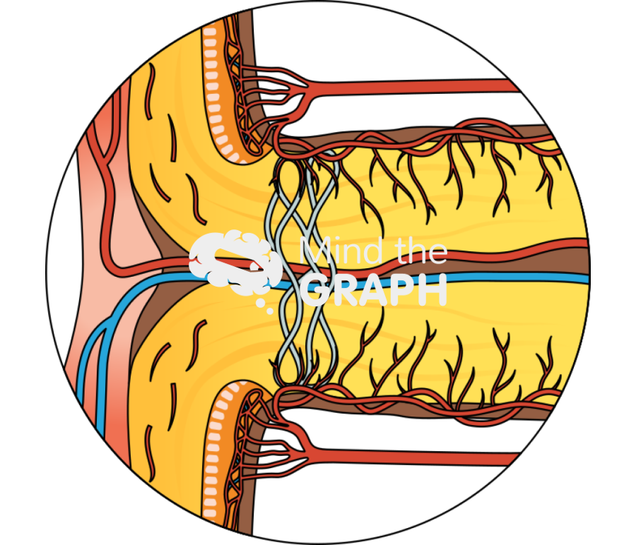 Optic nerve head onh zoom Icons, Symbols, Pictures, and Images