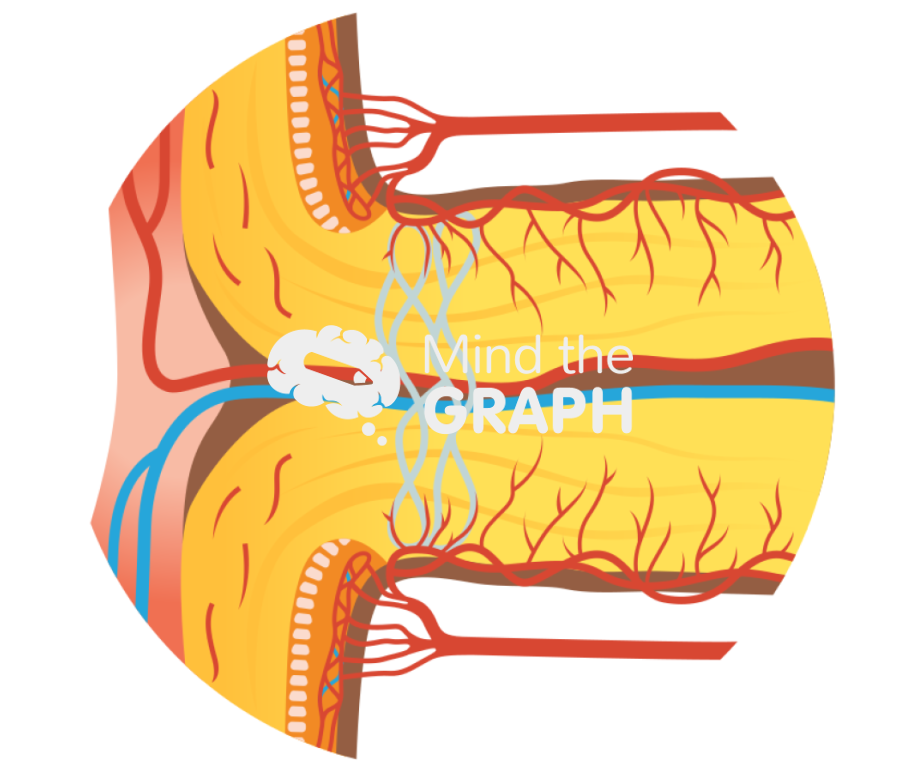 Optic nerve head onh zoom Icons, Symbols, Pictures, and Images