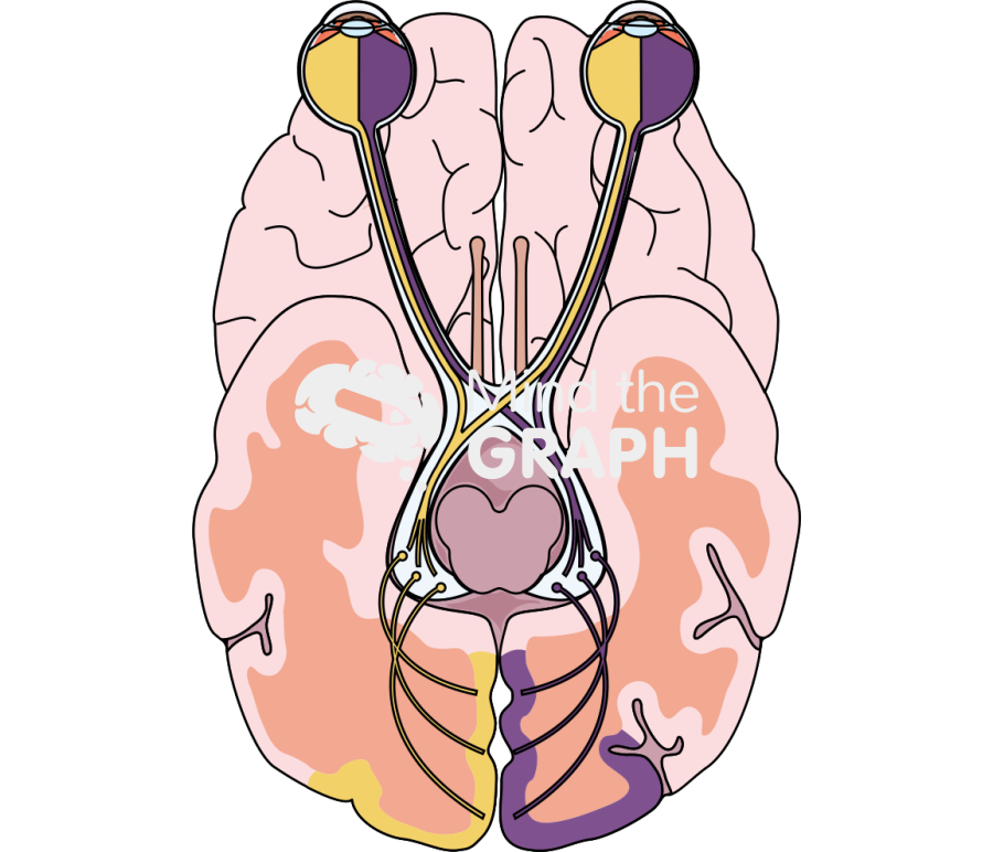 Optical pathways Icons, Symbols, Pictures, and Images