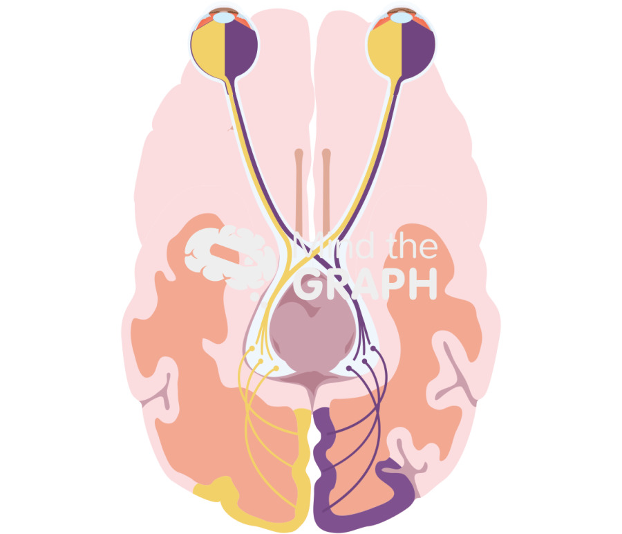 Optical pathways Icons, Symbols, Pictures, and Images