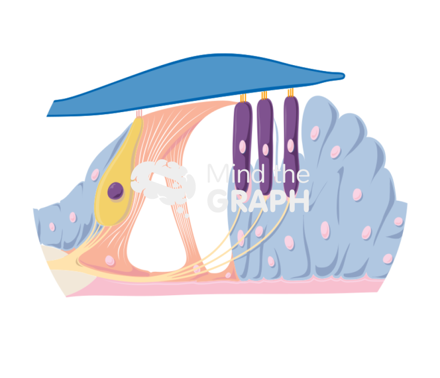 Organ of corti Icons, Symbols, Pictures, and Images