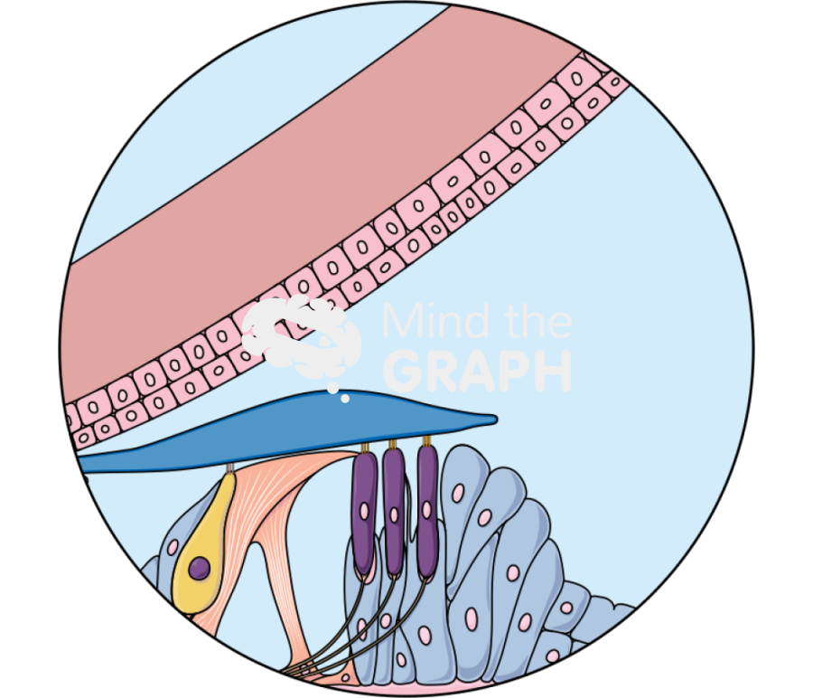 Organ of corti perilymph zoom Icons, Symbols, Pictures, and Images