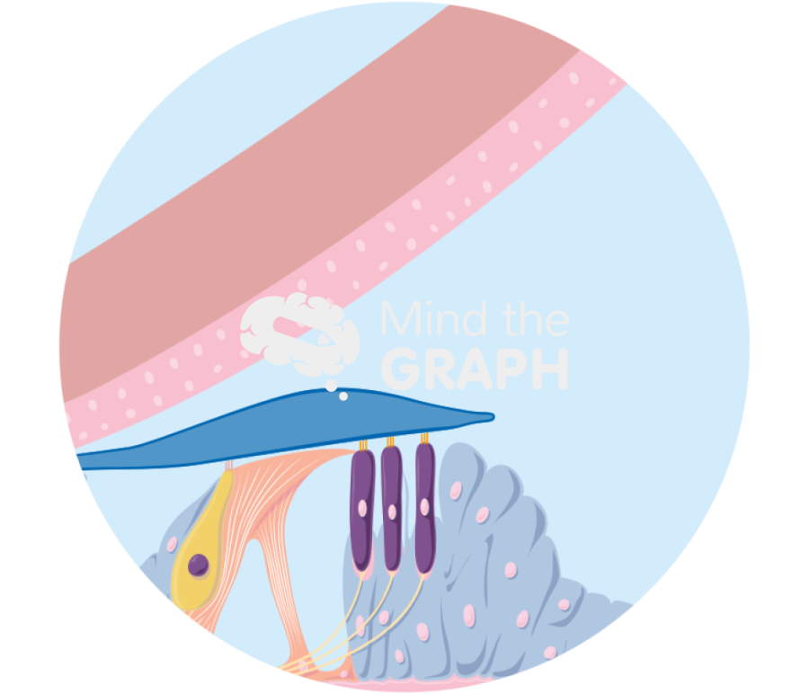 Organ of corti perilymph zoom Icons, Symbols, Pictures, and Images