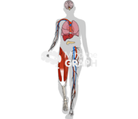 Organs interrupting sedentary behavior shape front - Edit and Customize Icons of Organs interrupting sedentary behavior shape front Organs interrupting sedentary behavior shape front Icons, Symbols, Pictures, and Images